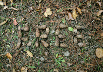 the inscription free of cones on the ground in the forest, around the grass, earth and leaves. autumn
