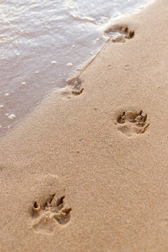 dog paw prints on the sand, sea wave on yellow sand