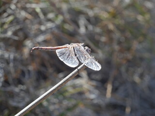 dragonfly on a branch