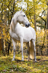 Obraz na płótnie Canvas Beautiful white Lusitano horse in a autumn environment 