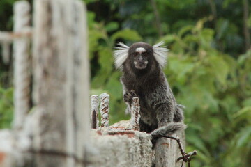 Little monkey, Brazil