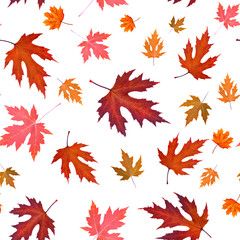 Seamless pattern. Autumn leaves on a white background. Autumn pattern.