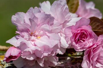 Terry pink flowers of magnificent decorative Sakura (lat.Prunus serrulata), background for a postcard