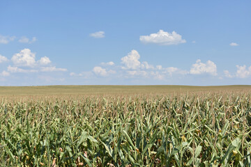 Young green corn field in summer