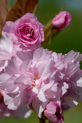 Obraz na płótnie Canvas Terry pink flowers of magnificent decorative Sakura (lat.Prunus serrulata), background for a postcard
