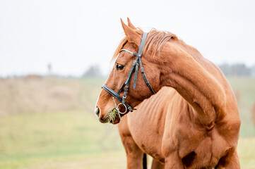 Portrait of a horse outside. Beautiful chestnut brown stallion mare.