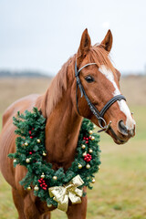 Christmas portrait of a horse with a christmas wreath outside.
