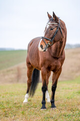 Portrait of a horse outside. Beautiful chestnut brown stallion mare.