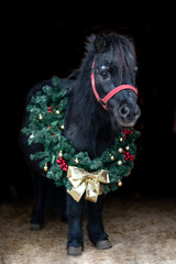 Beautiful chestnut brown horse mare stallion isolated on black background with christmas wreath. Elegant portrait of a beautiful animal.