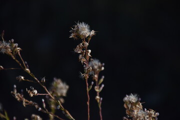 Dientes de león 