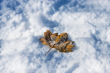 HOJA DE ÁRBOL AMARILLA CAÍDA SOBRE EL SUELO CUBIERTO DE NIEVE POR TEMPORAL DE FRIO EN ESPAÑA