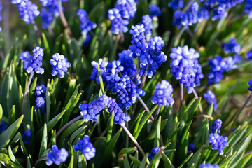 Blue Grape Hyacinth. First Spring Flowers Muscari in spring garden.