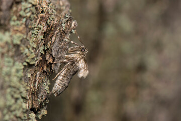winter moth female