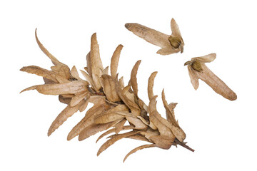 European tree fruit and see isolated in white background