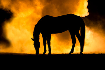 Fototapeta na wymiar Horse silhouette on orange smokey back ground
