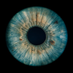 human iris