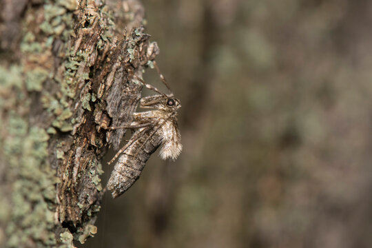 winter moth female