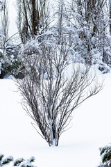 RAMAS CUBIERTAS DE NIEVE POR TEMPORAL DE FRIO EN ESPAÑA