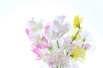 白バックの様々な色のスイートピー