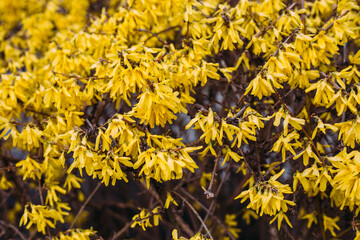 Large bush of yellow flowers of Forsythia plant or Easter tree, in a garden in a sunny spring day