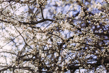Spring, blooming Cherry tree. Blooming tree, many white flowers and buds with blurred background.