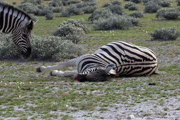 Mooie opname van een dode zebra in de savanne