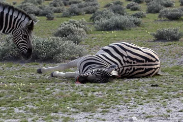 Fototapeten Beautiful shot of a dead zebra in the savanna © Ecb Creators/Wirestock
