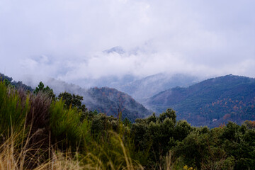 Fototapeta na wymiar Foggy cloudscape on a rainstorm landscape green bush mountain forest