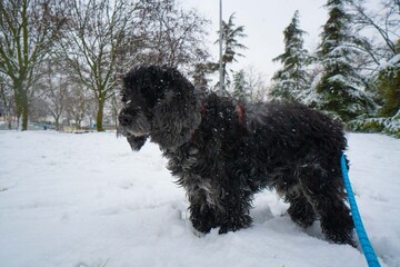 Spanish cocker dog playing in the snow
