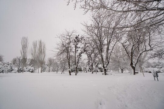 Madrid's park full of snow, pines and different types of trees
