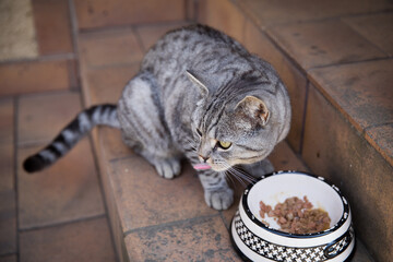 Young gray cat eating food from a bowl.
