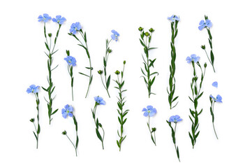 Blue flowers flax and capsules with seed flax ( Linum usitatissimum, linseed ) on a white background. Top view, flat lay