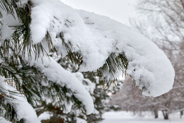 Cedar branches in the snow