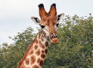 Portrait of an African giraffe on a background of tall acacia bushes