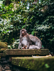 Affen in einem Naturschutzgebiet in Bali, Indonesien.
Ein Tier wird auf Läuse abgesucht.
