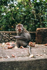 Affen in einem Naturschutzgebiet in Bali, Indonesien. Fressendes Tier genießt Nüsse und Früchte.