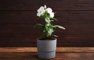 Beautiful white vinca flowers in plant pot on wooden table