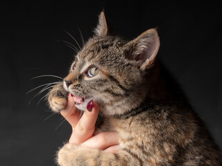 Portrait of a 2-3 month old kitten that sits on its hands bites a female finger