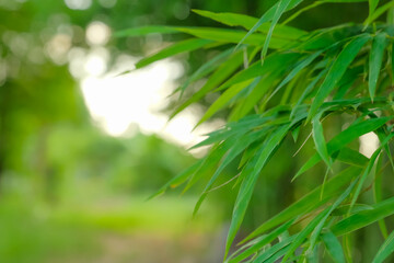 green leaves of bamboo at bamboo forest in the morning sunrise.