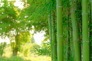 Obraz premium bamboo forest background with bamboo shoot at foreground and blurred green leaves of bamboo background.