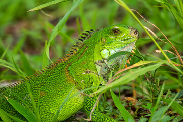 Green iguana also known as the American iguana is a lizard reptile in the genus Iguana in Fort de France, Martinique