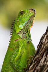 Green iguana also known as the American iguana is a lizard reptile in the genus Iguana in Fort de France, Martinique
