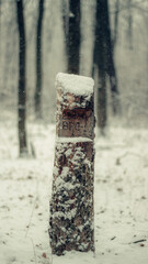 wooden bridge in the forest