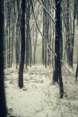 forest in winter