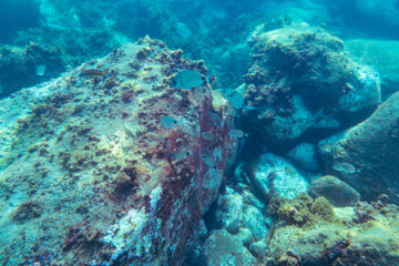 Underwater photo near the coast of flora and fauna on rocky seabed