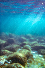 Underwater photo near the coast of flora and fauna on rocky seabed