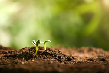 Little green seedlings growing in soil, closeup