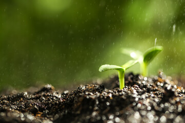 Sprinkling water on green seedlings growing in soil, closeup