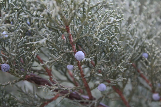 Juniperus scopulorum, the Rocky Mountain juniper plant.