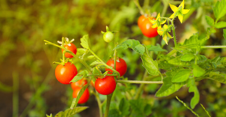 Beautiful ripe tomatoes on bush in garden